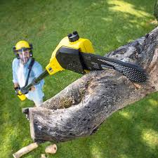 Organic Lawn Care Solutions in Gonzales, TX