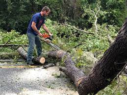 Best Commercial Tree Services  in Gonzales, TX