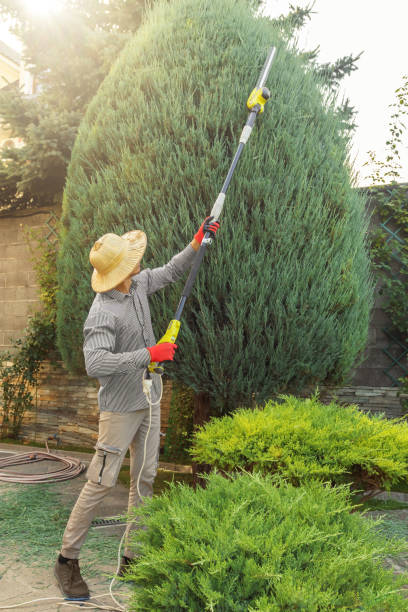 Why Choose Our Tree Removal Services in Gonzales, TX?